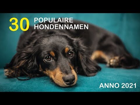 Hunde in Namen: Eine Entdeckungstour der besten Beispiele