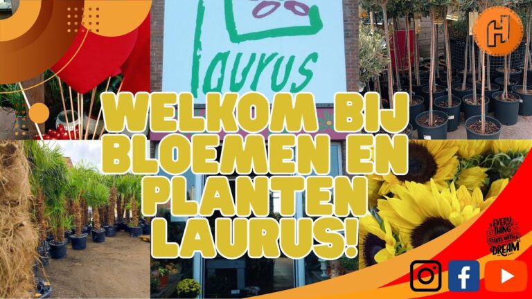 Bloemisten in Sint-Niklaas: Auswahl und Tipps