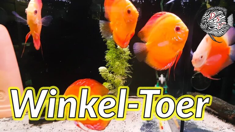 Tropische Fischgesch&auml;fte in Antwerpen entdecken