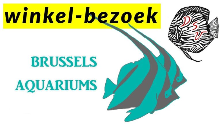 Die besten Aquariumwinkels in Brussel