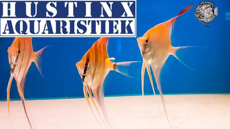 Die besten Aquariumwinkels in Hasselt
