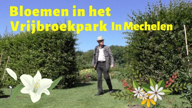 Bloemisten in Mechelen: Die besten Floristen der Stadt