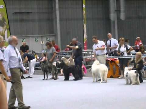 Hundeausbildung in Leuven: Die besten Trainer im &Uuml;berblick