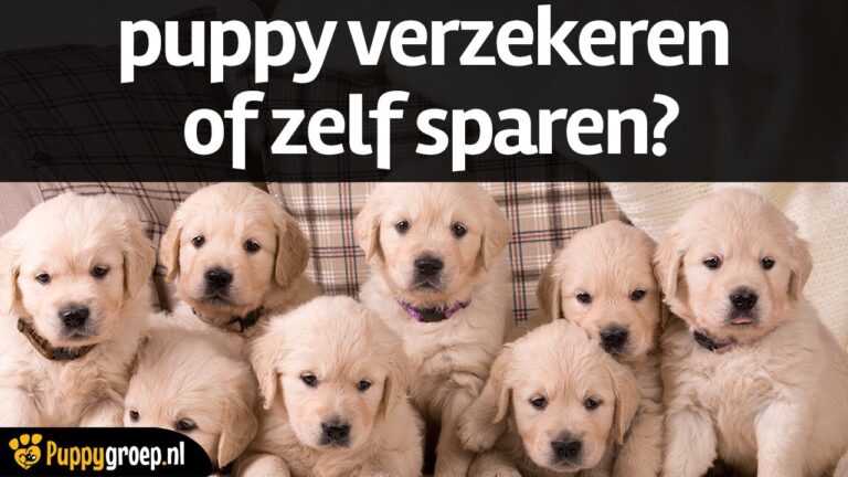Huisdierenversicherung in Belgien: Ein umfassender Leitfaden