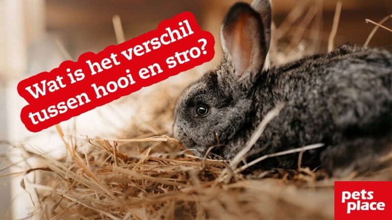 Tier&auml;rzte in Moeskroen: Ihr Leitfaden f&uuml;r optimale Versorgung