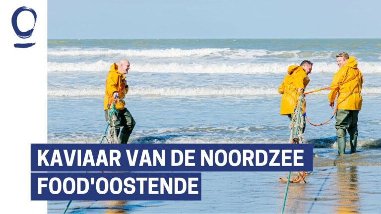 Tier&auml;rzte in Oostende: Ihr Weg zu bester Pflege