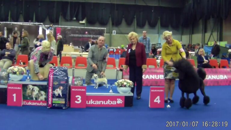 Hunde-Training in Genk: Die besten Trainer im &Uuml;berblick
