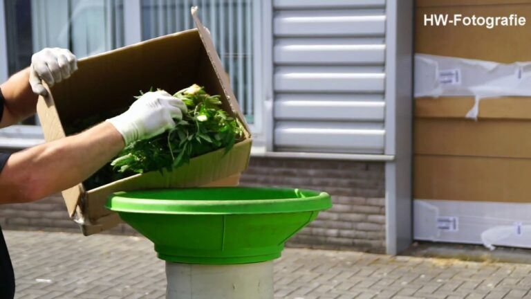 Kwekerijen in Hasselt: Ein &Uuml;berblick &uuml;ber lokale G&auml;rtnereien