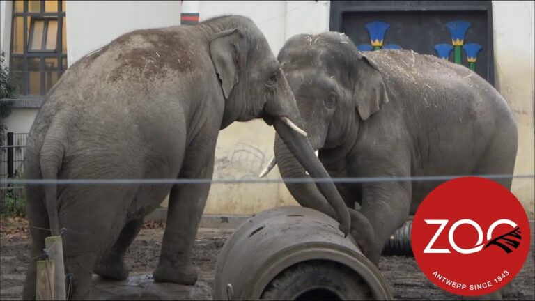 Dierenwinkels in Antwerpen: Ein Leitfaden f&uuml;r Tierliebhaber