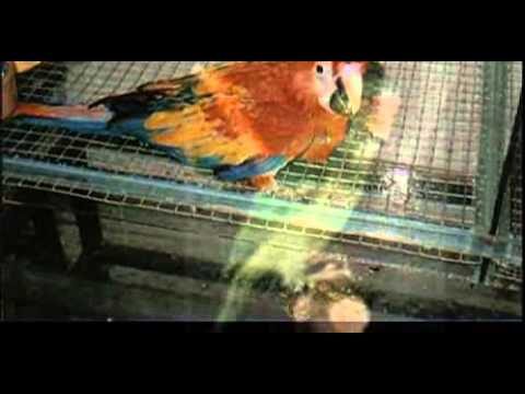 Vogelwinkels in Gent: Ein Paradies f&uuml;r Vogel-Liebhaber