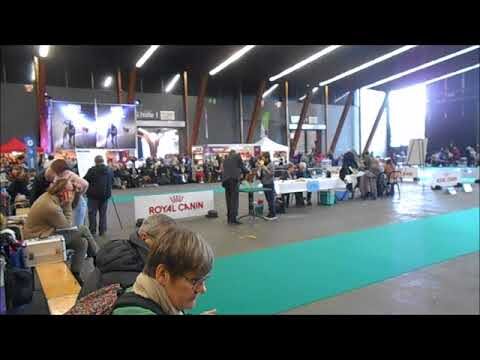 Hondenfokkers in Kortrijk: Qualit&auml;t und Auswahl im Fokus
