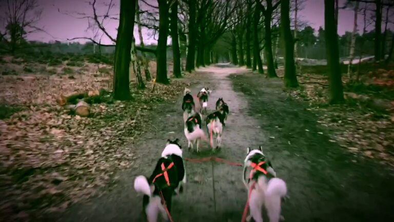 Hunde-Trainer in Bergen: Experten f&uuml;r optimale Erziehung