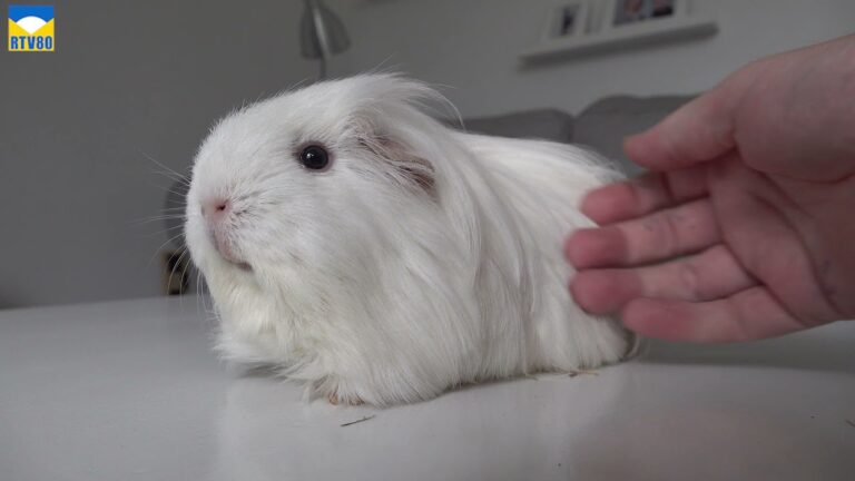 Dierenartsen in Bergen: Ihre Experten f&uuml;r tier&auml;rztliche Versorgung