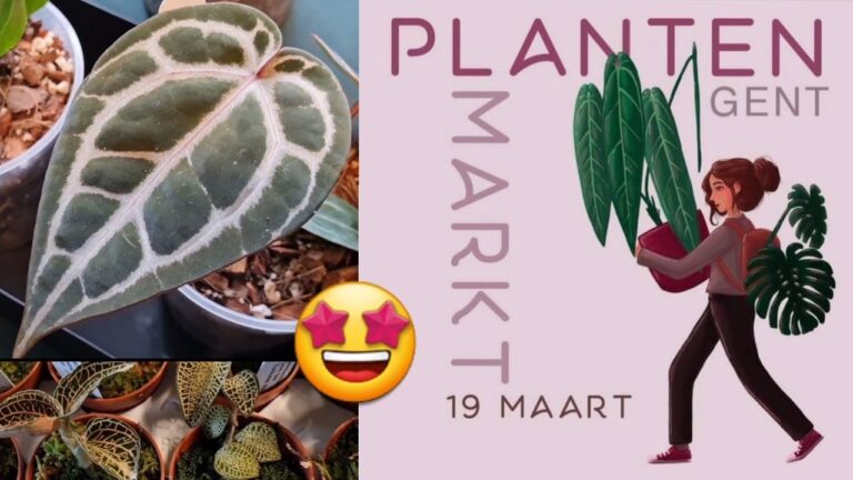 Die besten Tuincentra in Gent
