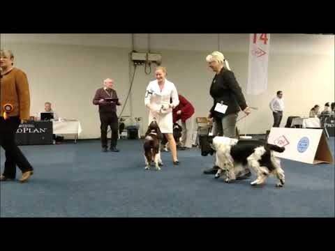 Hundeausbildung in Gent: Die besten Trainer im &Uuml;berblick