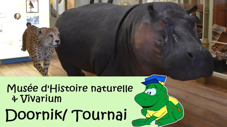 Huisdieren in Doornik: Ein Leitfaden f&uuml;r Tierliebhaber